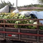A Secretaria de Assistência Social realizou na última semana a entrega dos alimentos do Programa PAA