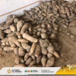 ENTREGA DE ALIMENTOS DO PAA